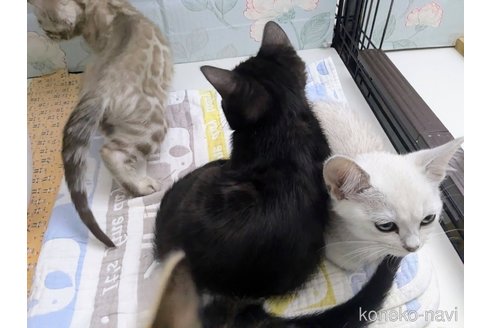成約済の東京都のベンガル-102196の9枚目